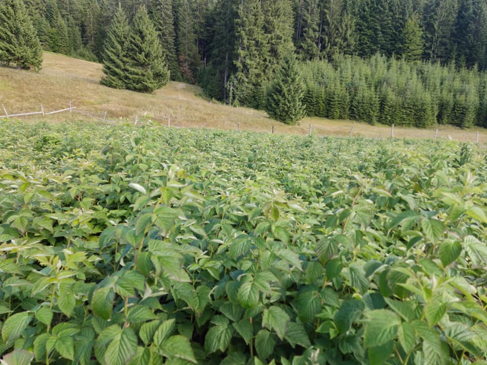 470197730_1988076528379567_8141838018334027817_n