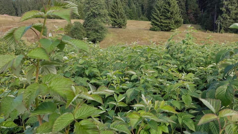 470205361_1988076565046230_2312090179529156225_n