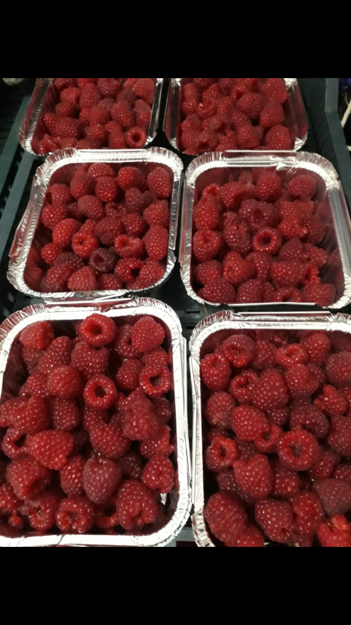 488003882_2075446992975853_4237257014254352706_n